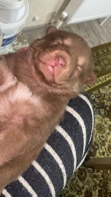 it xaski: 1 ay, Dişi, Pulsuz çatdırılma — 1