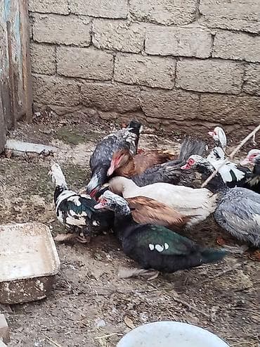 beyleqan sortu qoyun: Lal ördəklər satilir amerikan,yerli və başq növdə var qiymətlər — 8