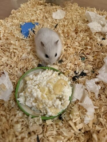 hamster satış: Hamster balaları – Cırtdan növü Təsvir: - Şəkillərdə cırtdan hamster — 4