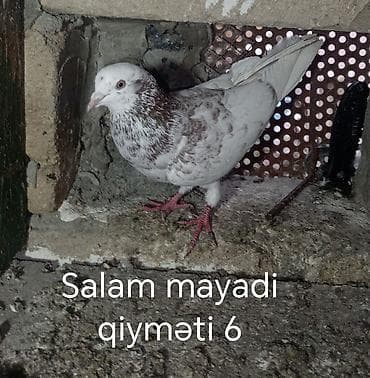 cənnət quşu: Göyərçinlər – bir neçə seçim - Hazır cüt (şəkil 1): Üzərində “Hazır — 2