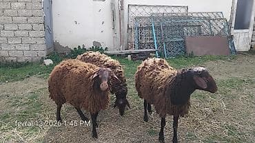 pisik ucuz: Qoyunlar – 3 baş, yerli cins (qəhvəyi rəngli, uzunqulaq). - Quyruqlu — 1