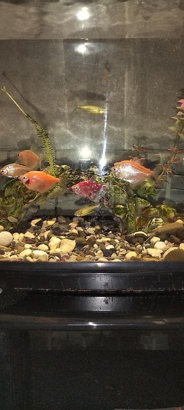 it bazari 2020: Balıqlarla birlikdə, 50 l, Ünvandan götürmə, Ödənişli çatdırılma — 9