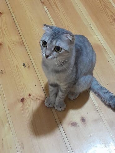 gözəl pişik şəkilləri: Şotland yastı qulaq — 2