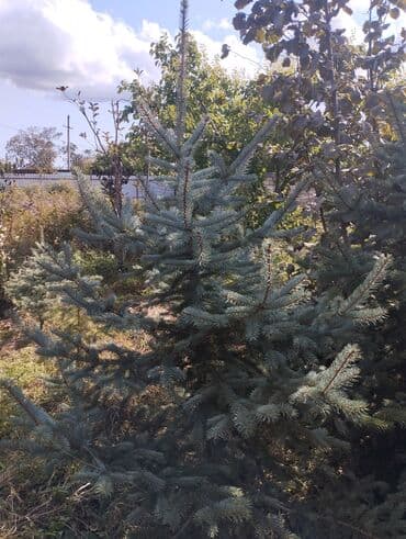 suyun qiymeti: Satışda hər ölçüdə kremlyovski yolka ağacları var ölçüsünə görə — 4