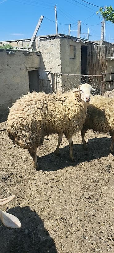 cücə və xoruz: Qoyun – erkək, ətlik-yunlu tip - İri cüssəli, sağlam bədən quruluşu - — 5