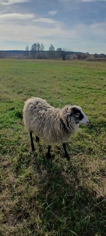 beylaqan qoyunu: Romanov qoyunu — 3