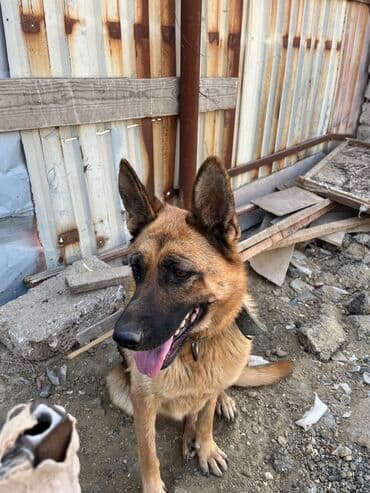 немецкие овчарки щенки купить: Немецкая овчарка, 1 год, Самка — 4