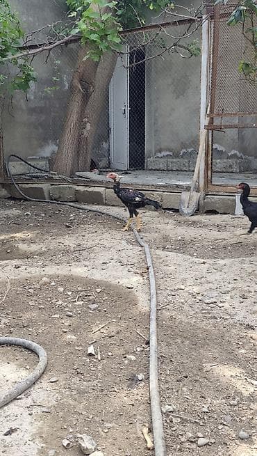 hinduşka cucələri: Toyuq cücələri, Damazlıq — 4