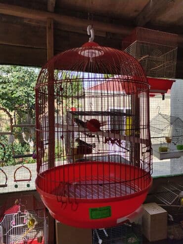 Gəmiricilər: Quşlar üçün nəzərdə tutulmuş, asma tipli, qırmızı rəngdə qəfəs — 1