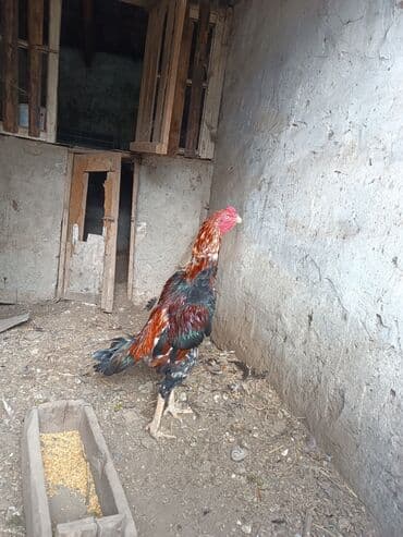 cins ineklerin qiymeti: Heyratilar satilir tergidirem deye ne heyvanim var hamsini satiram her — 1