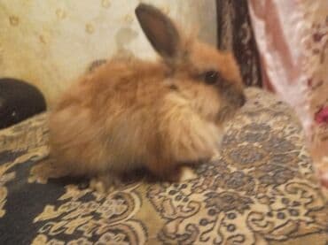 Gəmiricilər: Uzun tüklü dekorativ dovşanlar - Növ: dekorativ, uzun tüklü (angora — 5