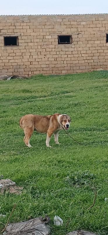 coban iti haqqinda melumat: Qurdbasar, 2 il, Dişi — 3