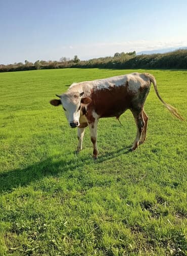 Dana, buzov, Erkək, ay: 10, 250 kq, Ətlik, Ünvandan götürmə