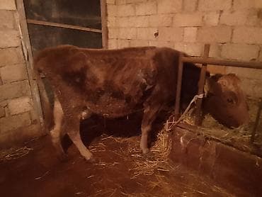 ev heyvanlari satisi: Dişi, Holsteyn, Simental, il: 4, 100 kq, Südlük, Ünvandan götürmə, Ödənişli çatdırılma — 6