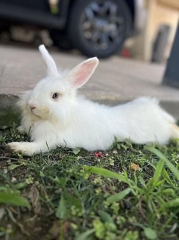 🐰 4 aylıq erkek dovsan satılır ✅ Safqan Holland Lop cinsidir ✅ Tam