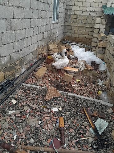 Digər heyvanlar: Yerli qazlar cütü 80 manat yaxın vaxta yumurta gelecey real alıcılar — 3