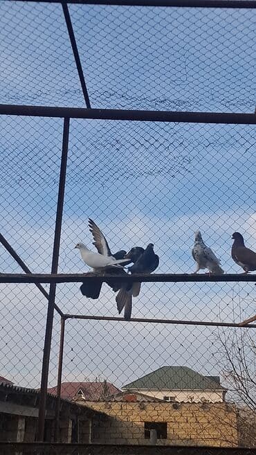 ВАЗ (ЛАДА): Satılır — 2