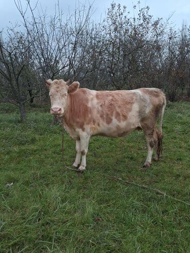 inək şəkli: Dişi, il: 6, Ünvandan götürmə — 4