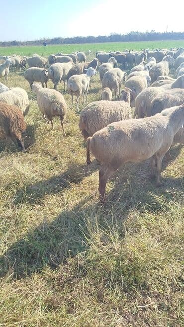 bakida cins ineklerin satisi: Dişi, il: 1, 50 kq, Damazlıq, Ünvandan götürmə — 15