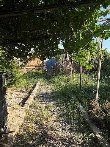 berde ev: Bağ sahəsi və yardımçı tikili - Üzüm tağları ilə örtülü, yaşıllıqla — 1