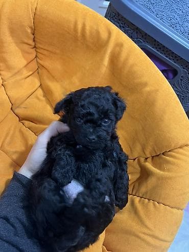 it satisi balaca: Pudel, 1 ay — 6