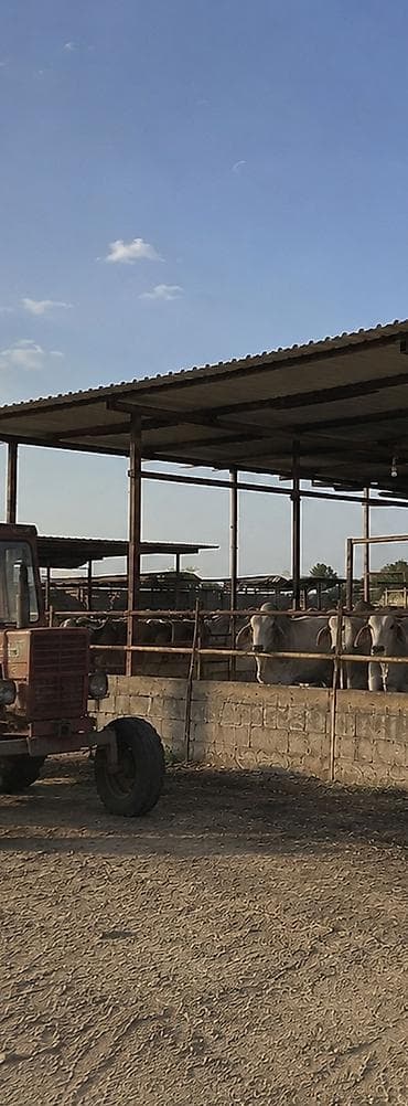 Коровы, быки: Brahman cinsi iri buynuzlu heyvanlar - İstiqamət: ət və damazlıq - — 3