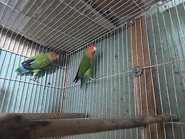 Məhsul: Cüt “Lovebird” tutuquşuları (Ağ üzük gözlü, şaftalı başlı növ)