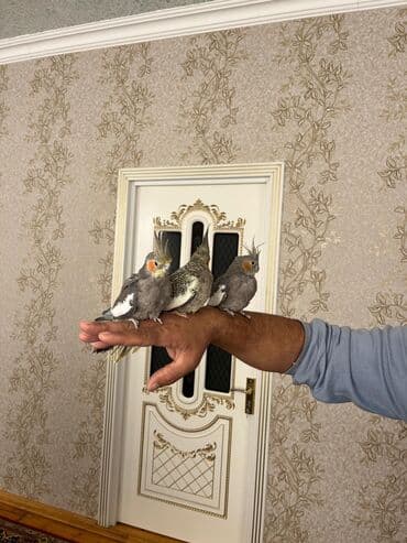 sirin itler: 1 erkək 1 dişi qəfəslə birlikdə verilir su qabı yem qabı hamısı — 1