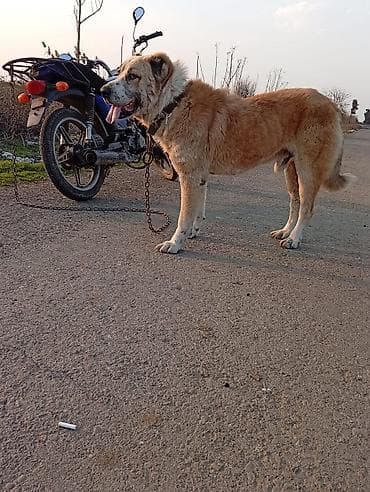 çin iti: Qurdbasar, Erkek — 1