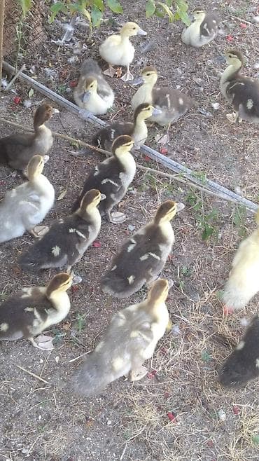 21 günlük lal ördək,cins lavanda və zümrüdü lalafo.az -da 21 günlük lal ördək,cins lavanda və zümrüdü
