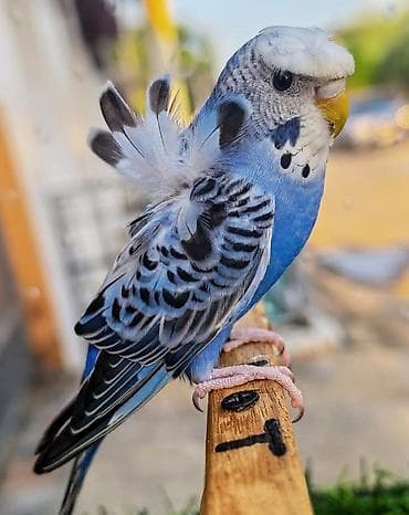 quş bazarı: Yaponic cütü 70 azn — 7