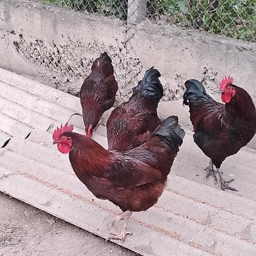 yaponka xoruz: Təsvir: - Qırmızı-qəhvəyi rəngli, qara-yaşıl parıltılı quyruğu olan — 3
