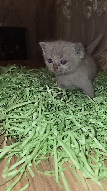 anqor pişiyi: Britan, Yaxşı əllərə, Ünvandan götürmə — 1