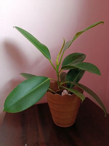 xan çinar: Fikus, 5 AZN dən başlayan qiymətlərlə — 3