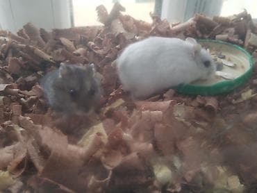 yumurta qoyan heyvanlar: Akvariumla birge su qabi falan. Adlari duti ve pöpü hazir cutdü — 3