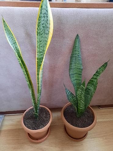 Sansevieria (Qılınc gülü) – otaq bitkisi - Növ: Sansevieria