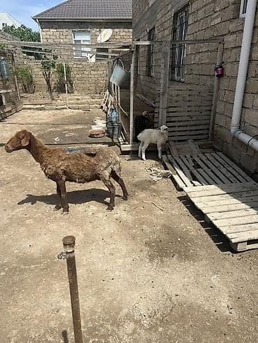 cins heyvanlar: Qoyun və quzu heyvanları - Növ: yerli ətlik/yunlu qoyunlar və quzular — 8