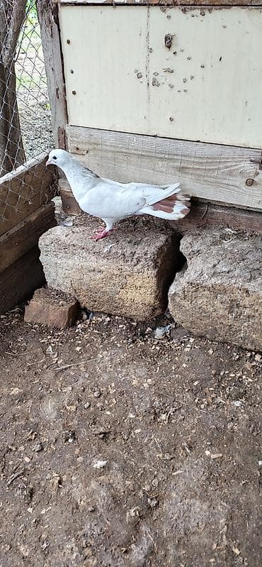 goyercinler: 17 18 tük olmalıdıErkəydi qiymət 15 manat — 3