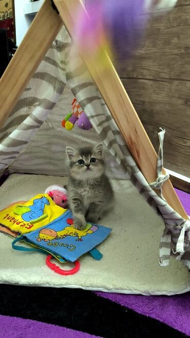 britan pisiyi: Britan — 2