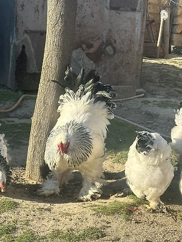 Toyuq, Brama, Damazlıq