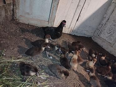 bala ordek: Salam 21 bala 1ana 1ayliq cucelerdi saglam vitamin verilib. Atasida — 3