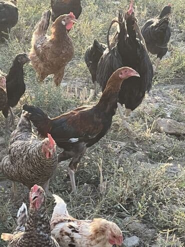 cücə və xoruz: Toyuq, Australorp, Brama, Damazlıq, Ünvandan götürmə — 15