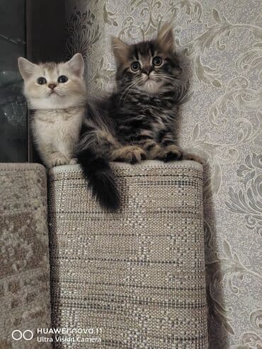 золотая шиншилла котенок: Qızıl şinşilla — 3