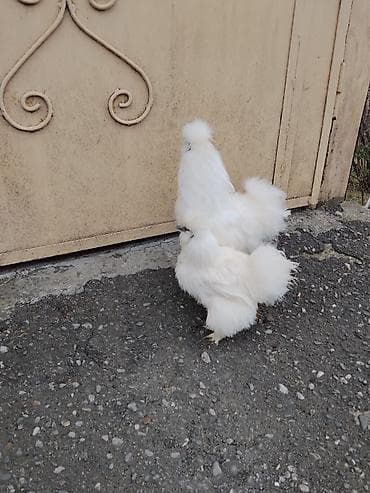 Bir ayliq cucəsi var satisda.Biri 15 man.Cəmi dord ədəd qalib