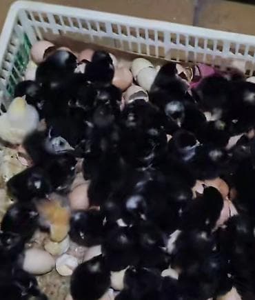 Keçilər, çəpişlər: Toyuq cücələri, Ətlik — 1