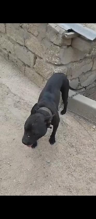 pitbul: Pitbul, Peyvəndli — 4