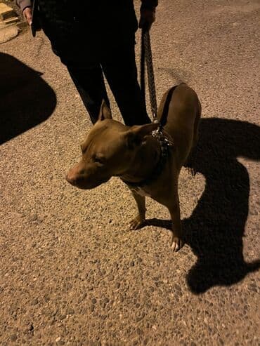 отдам собаку в хорошие руки: Питбуль — 3