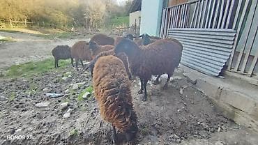 hinduska satilir: 3 baş damazlıq qoç satılır qiyməti 800 manat. 3 baş da dişi quzu — 10