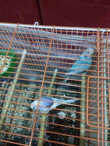 hazır hicablar: Hazır balalayan iki cüt tutuquşular. Yaxşı bala verirlər. Qiymət bir — 3