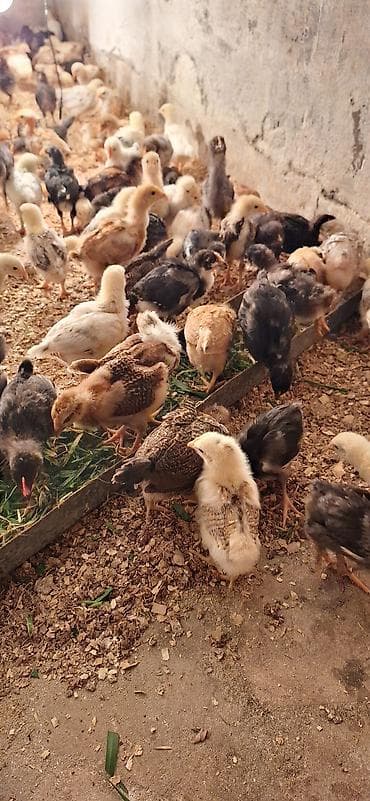 cuce adi: Toyuq cücələri, Damazlıq, Ödənişli çatdırılma — 2